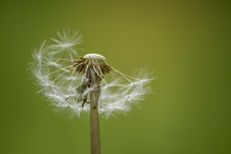 Dandelion