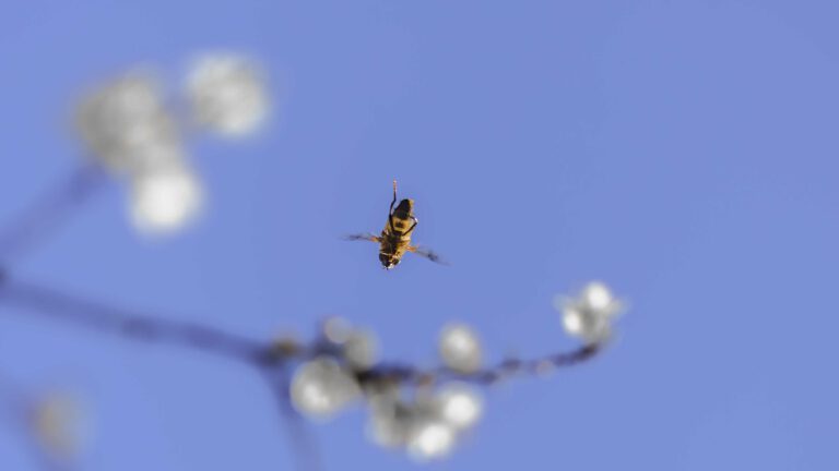 Bee